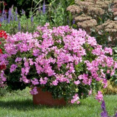 Marcada® Pink